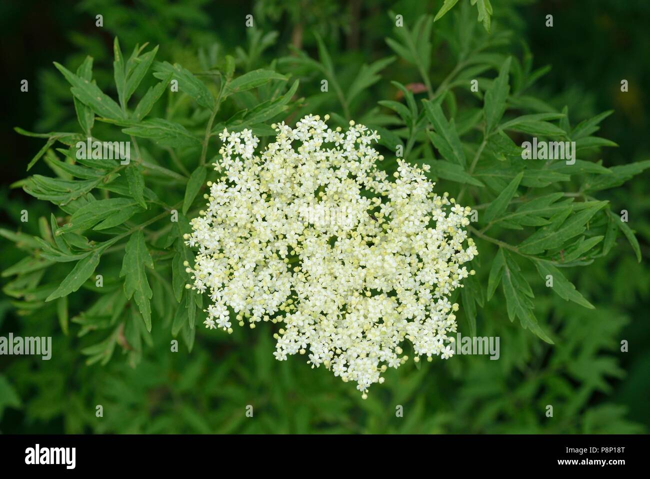 Floración anciano común var. Lacinata una especie cultivada, naturalizada en los Países Bajos Foto de stock
