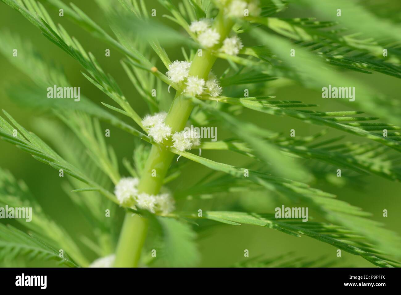 Plumas de loro es una planta exótica invasiva Foto de stock