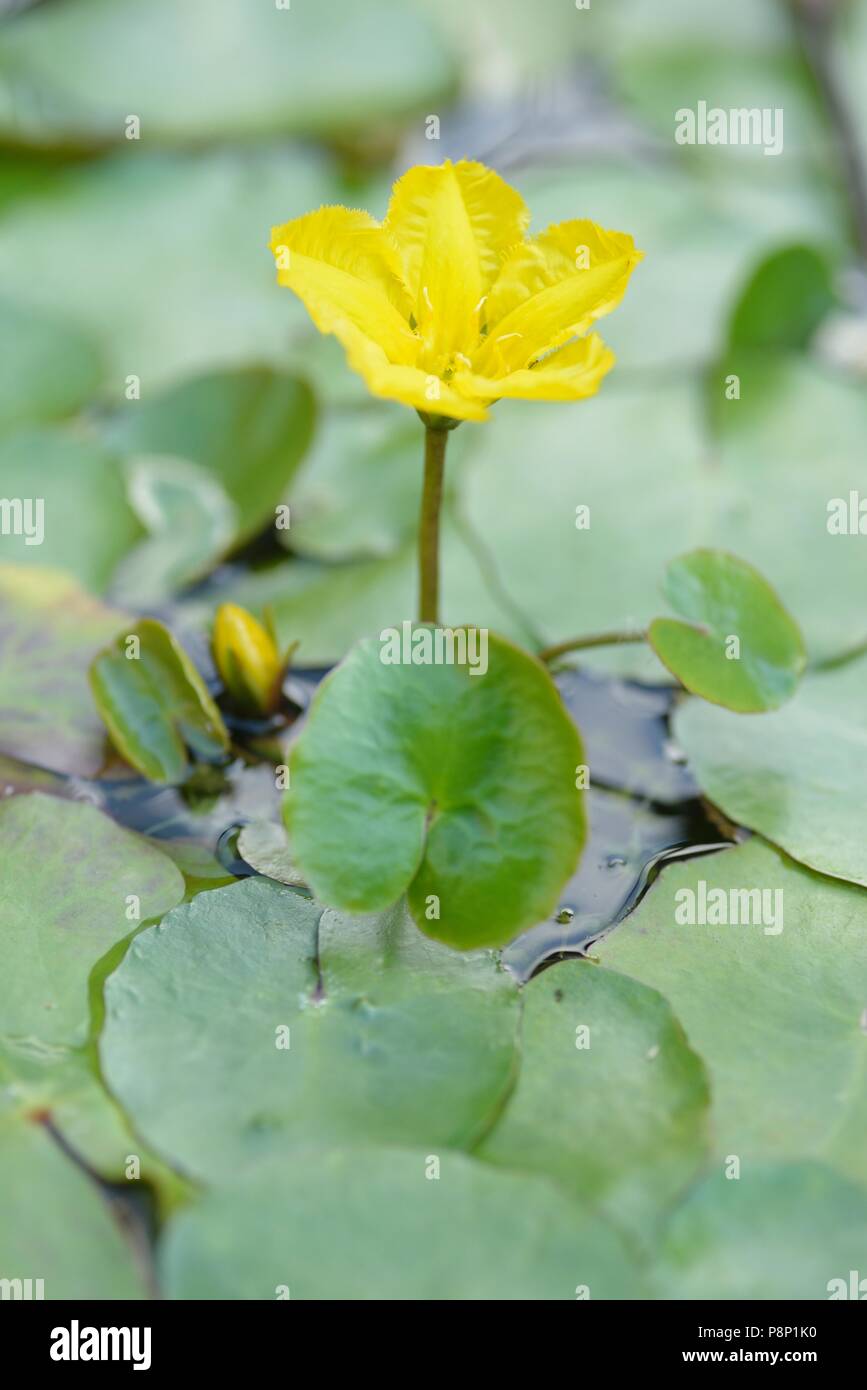 Floración bordeada Waterlilly Foto de stock