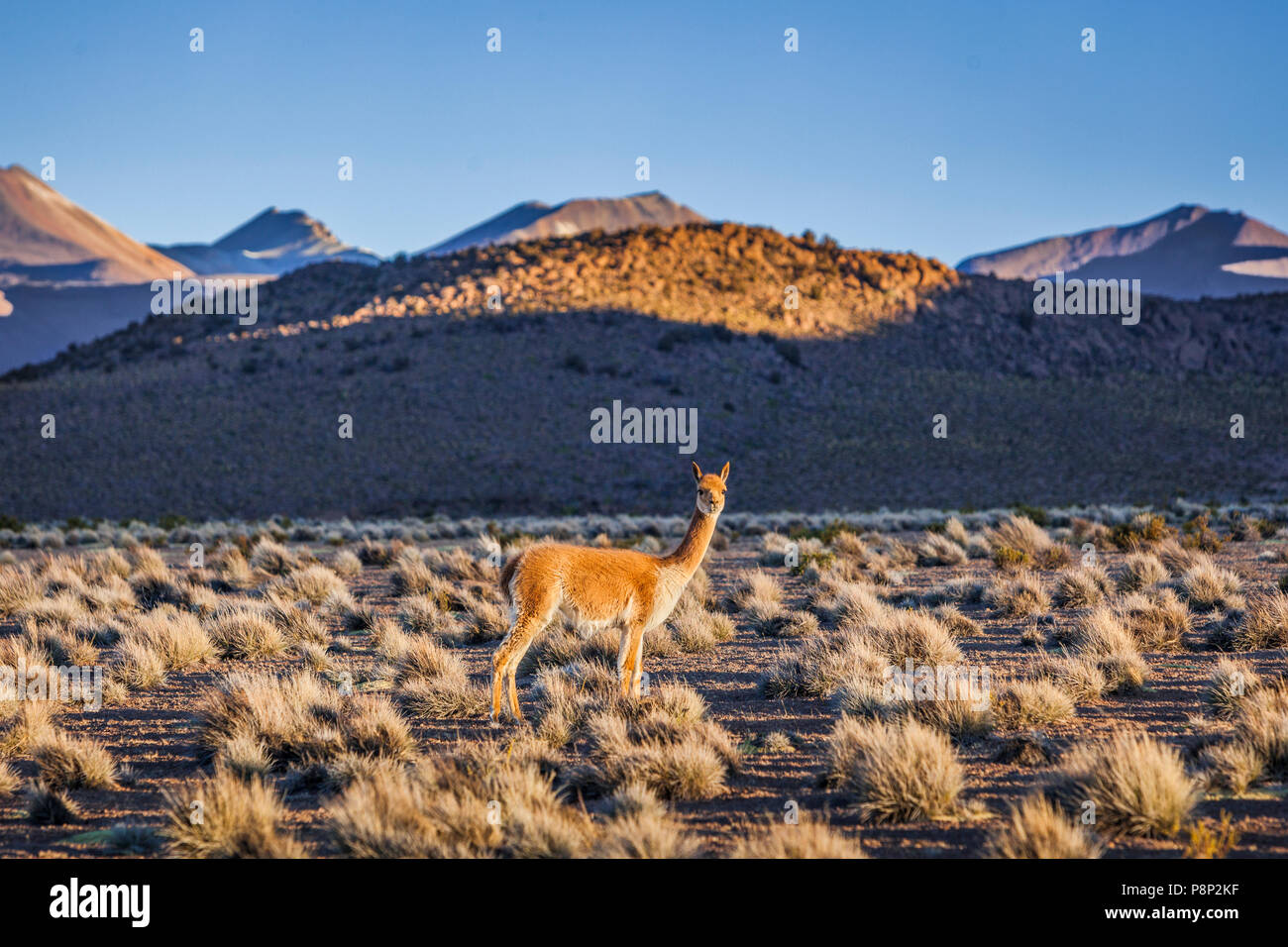 La vicuña (Vicugna vicugna) en la última luz del día Foto de stock