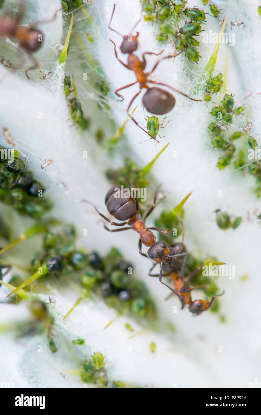 Los áfidos y hormigas de madera Foto de stock