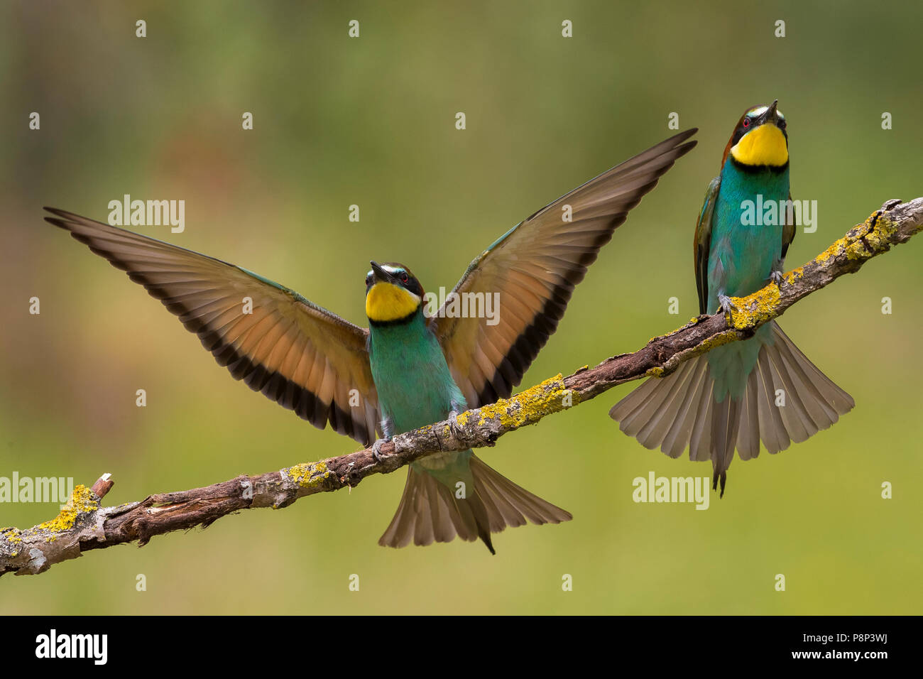 Pareja de abejarucos Europeos (Merops apiaster) Foto de stock