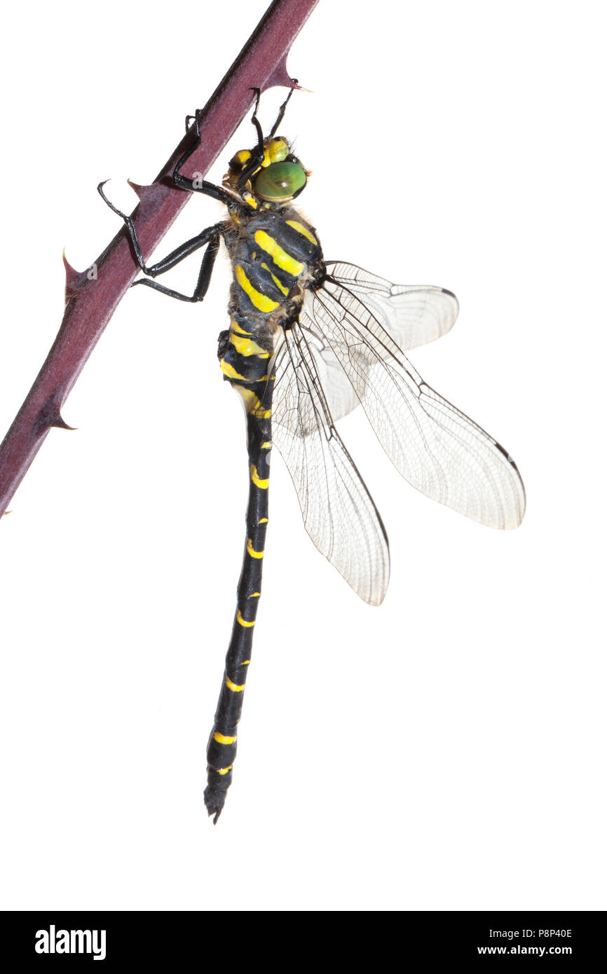 Golden Dragonfly anilladas aislado sobre un fondo blanco. Foto de stock