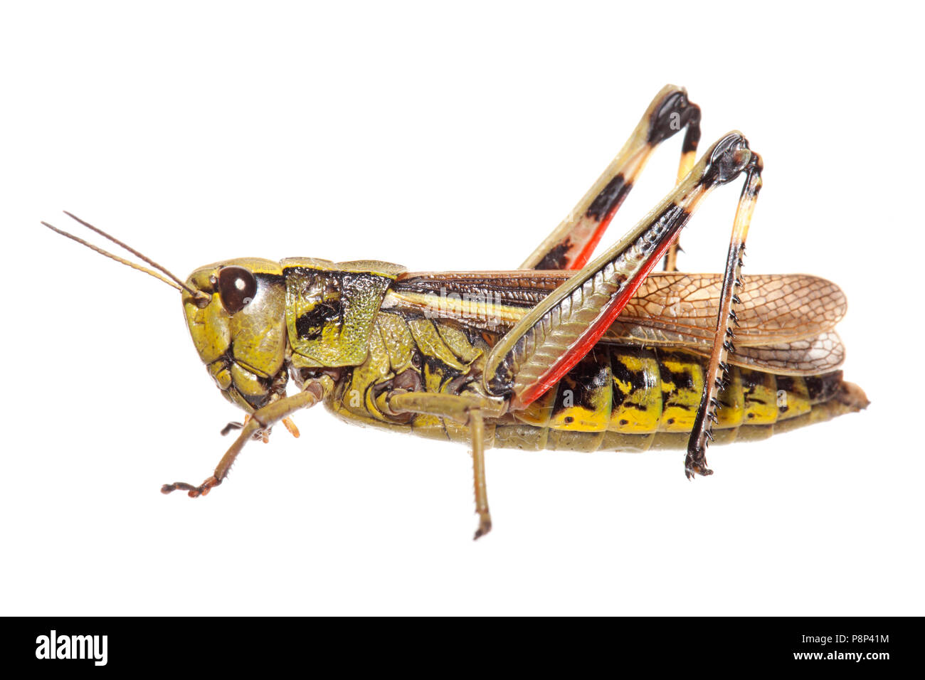 Gran pantano grasshopper aislado sobre un fondo blanco. Foto de stock