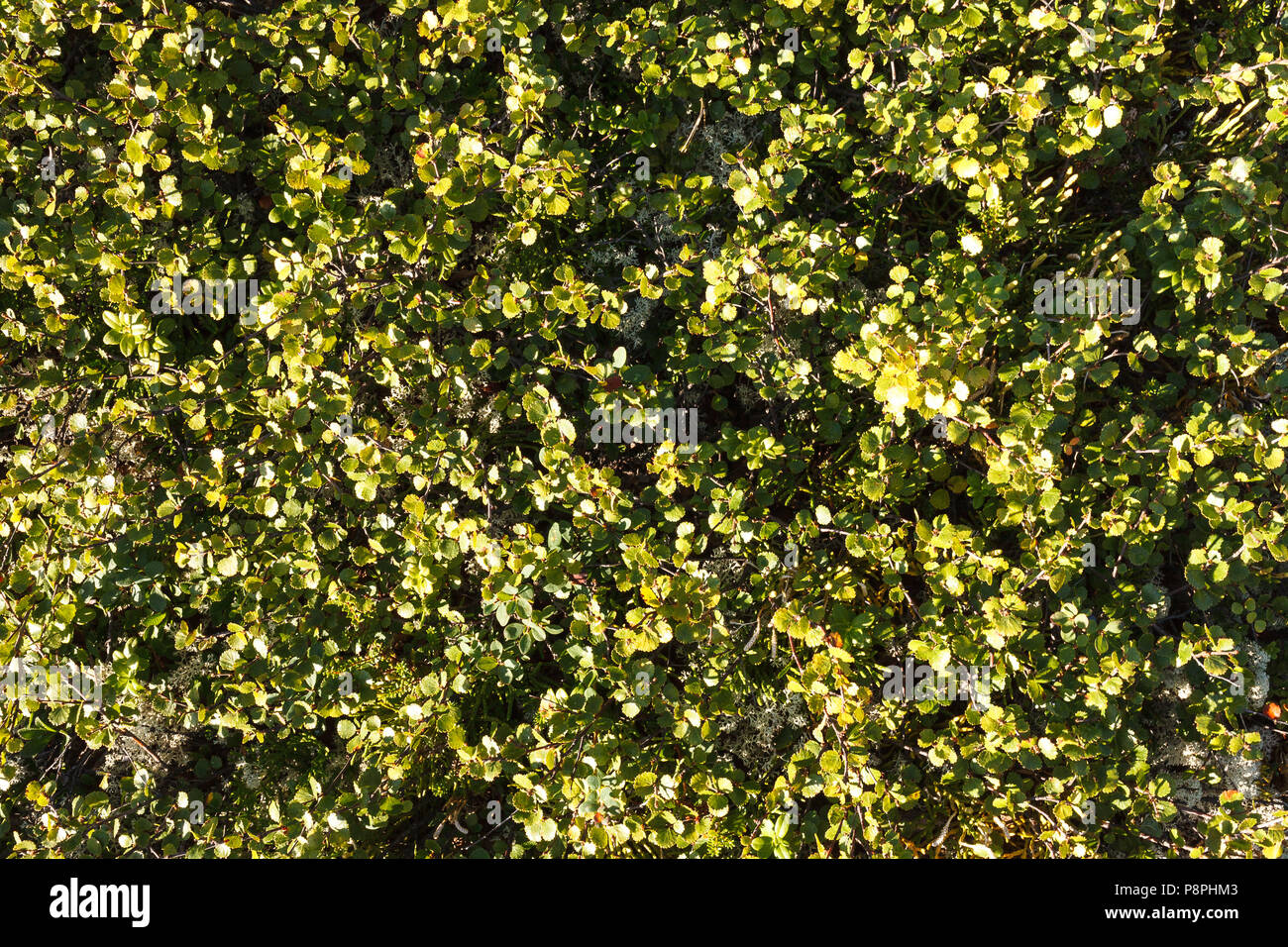 Betula nana antecedentes Foto de stock