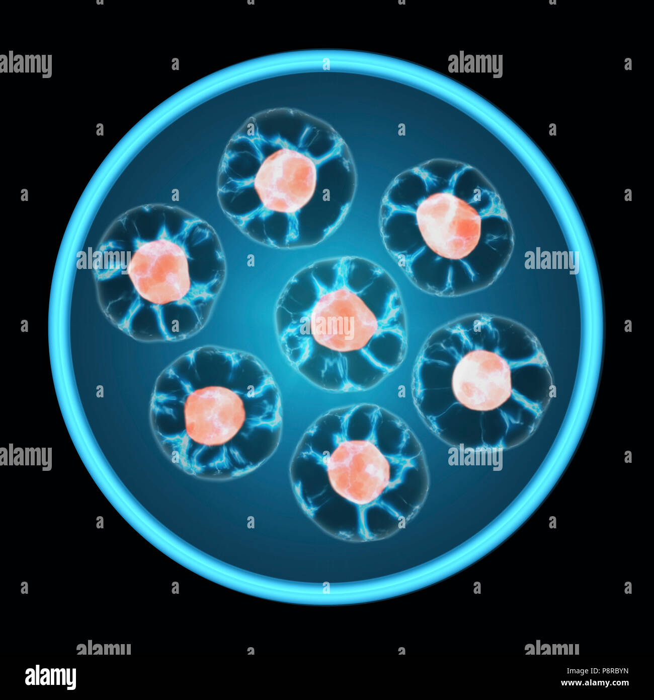 Las células crecen en una placa Petri para cultivo de tejidos aislados sobre fondo negro. La mitosis, el proceso de división celular y la multiplicación. Divulgación de la medicina Foto de stock