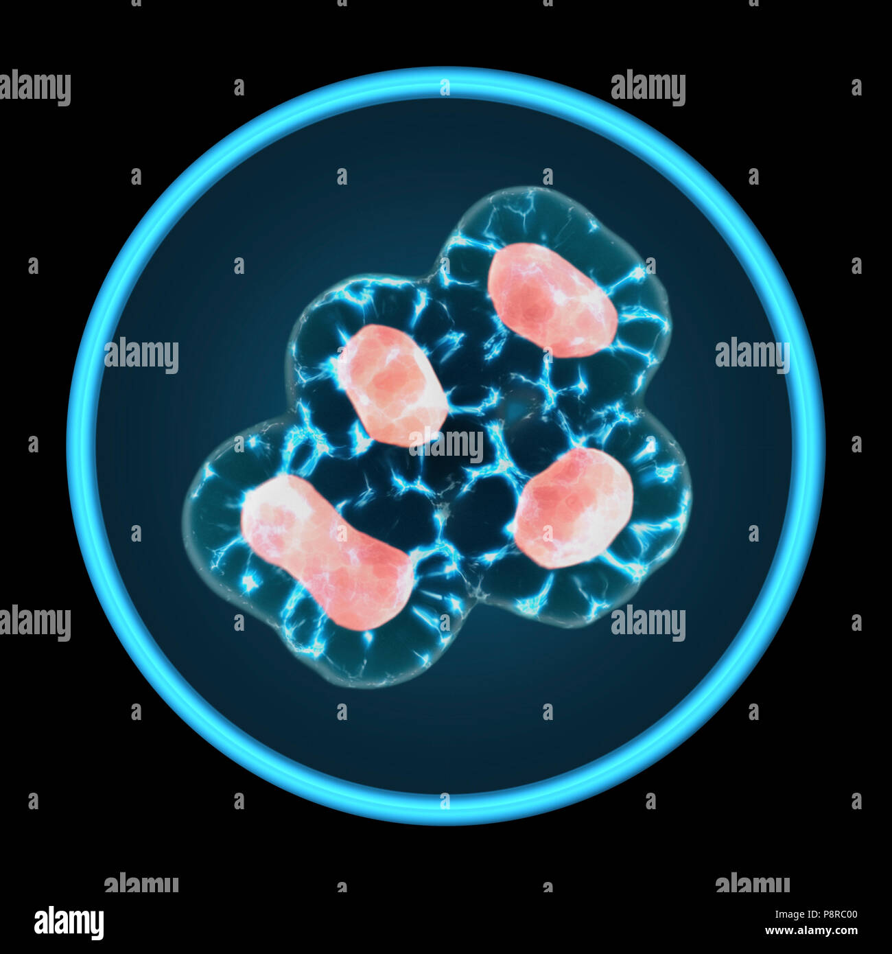 Las células crecen en una placa Petri para cultivo de tejidos aislados sobre fondo negro. La mitosis, el proceso de división celular y la multiplicación. Divulgación de la medicina Foto de stock