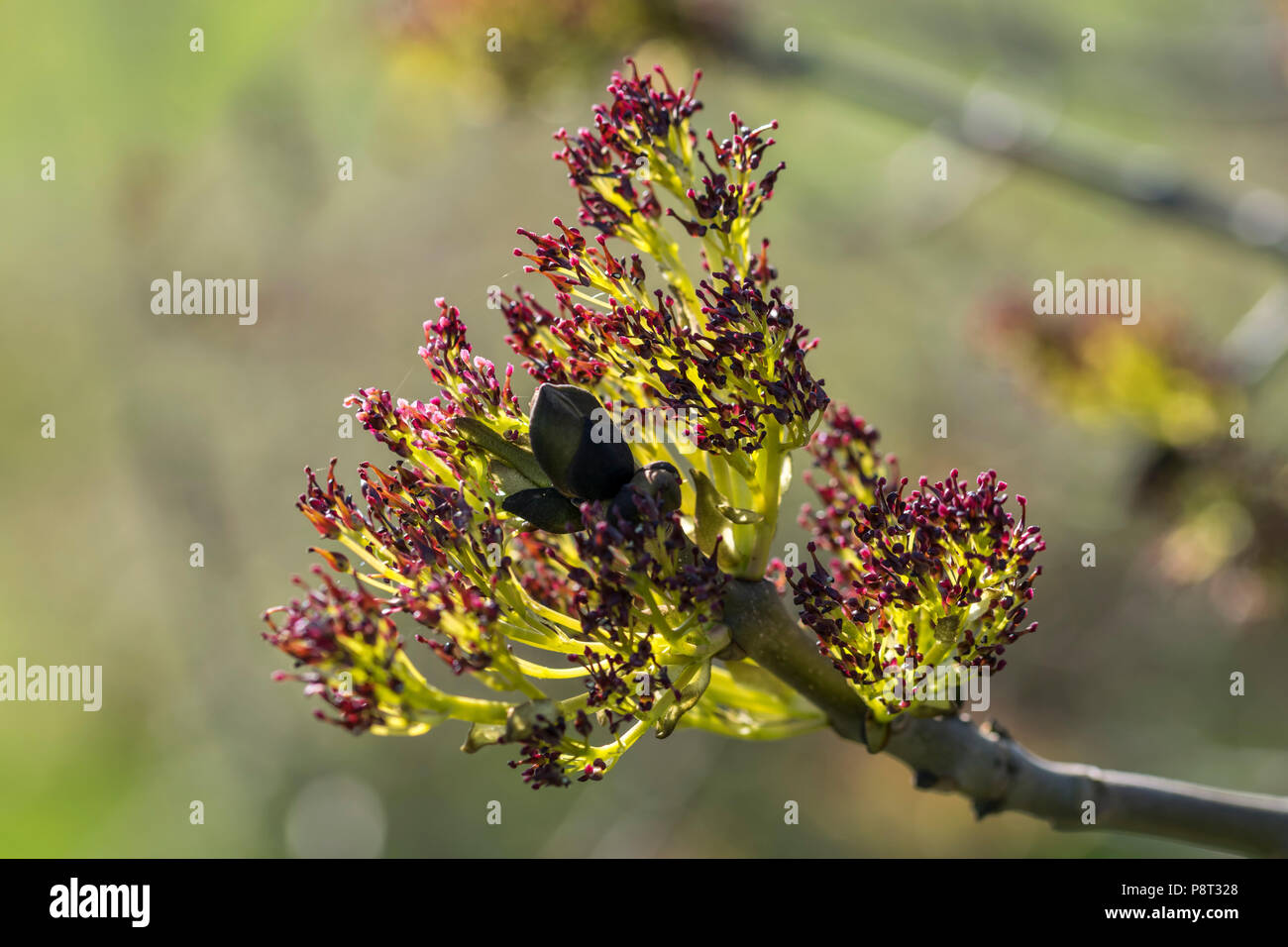 Fresno común árbol Fraxinus excelsior capullos de primavera temprana Foto de stock