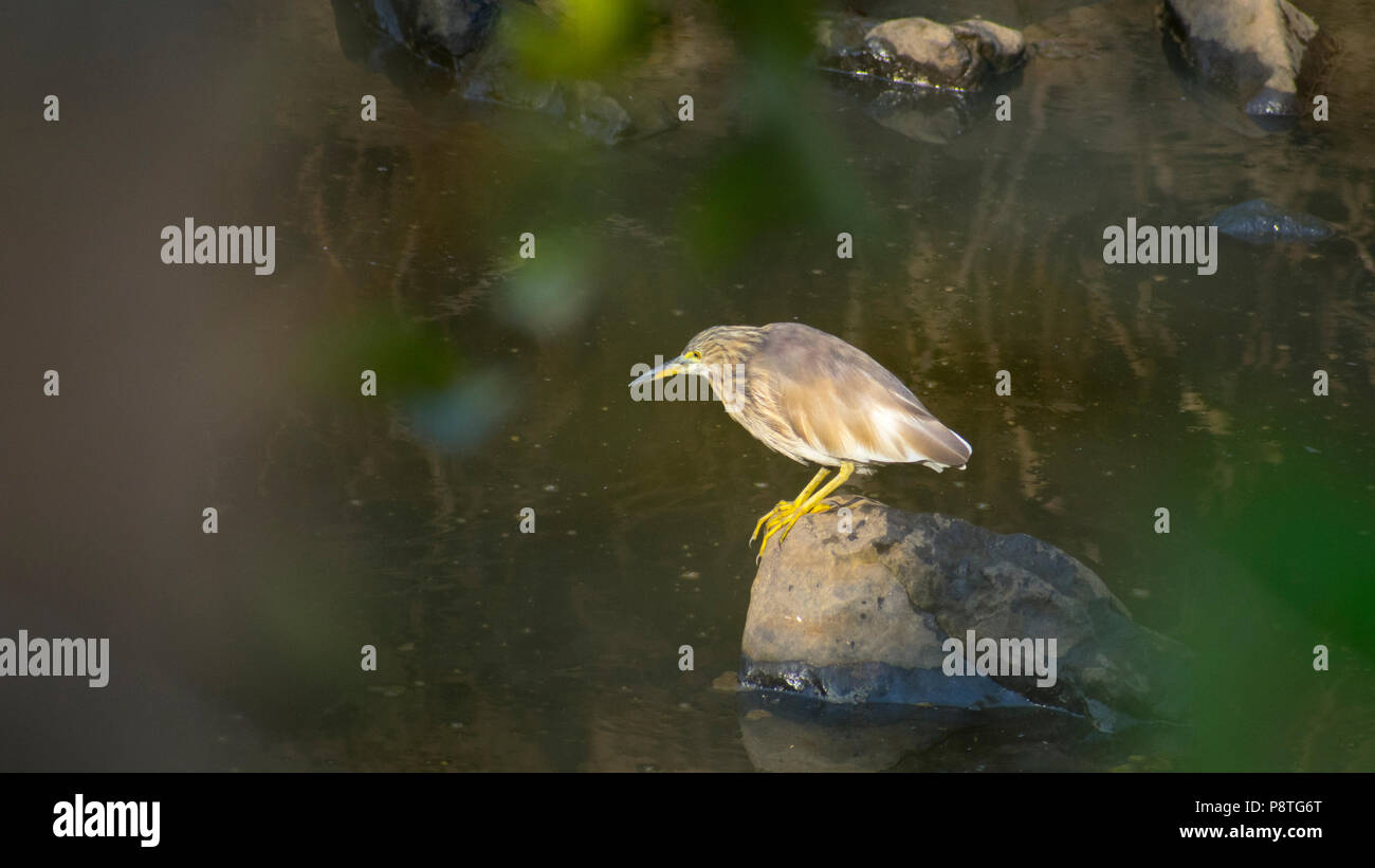 Garza India del estanque (Ardeola grayii) sentada en la roca pequeña esperando los peces Foto de stock