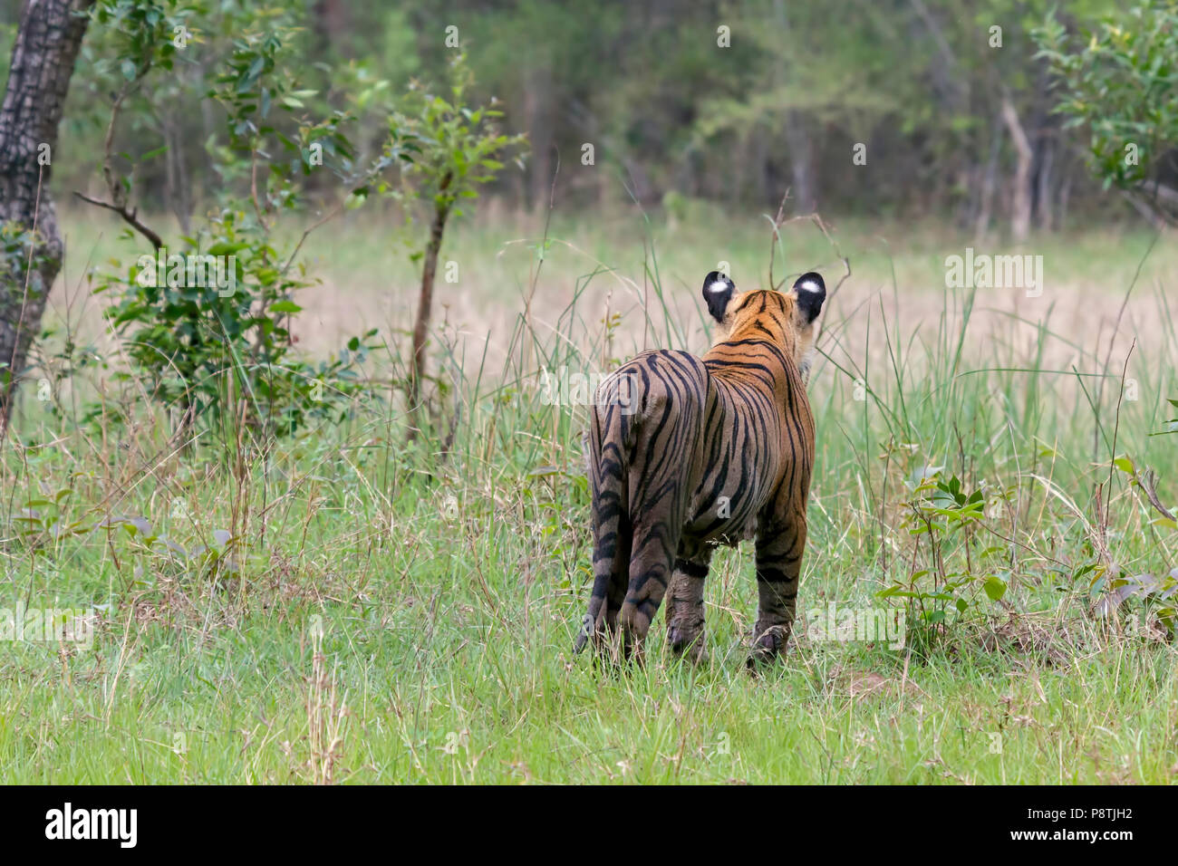 El Tigre de Bengala real o Panthera Tigris Tigris o tigre indio en Tadoba National Park, Maharashtra, India. Foto de stock