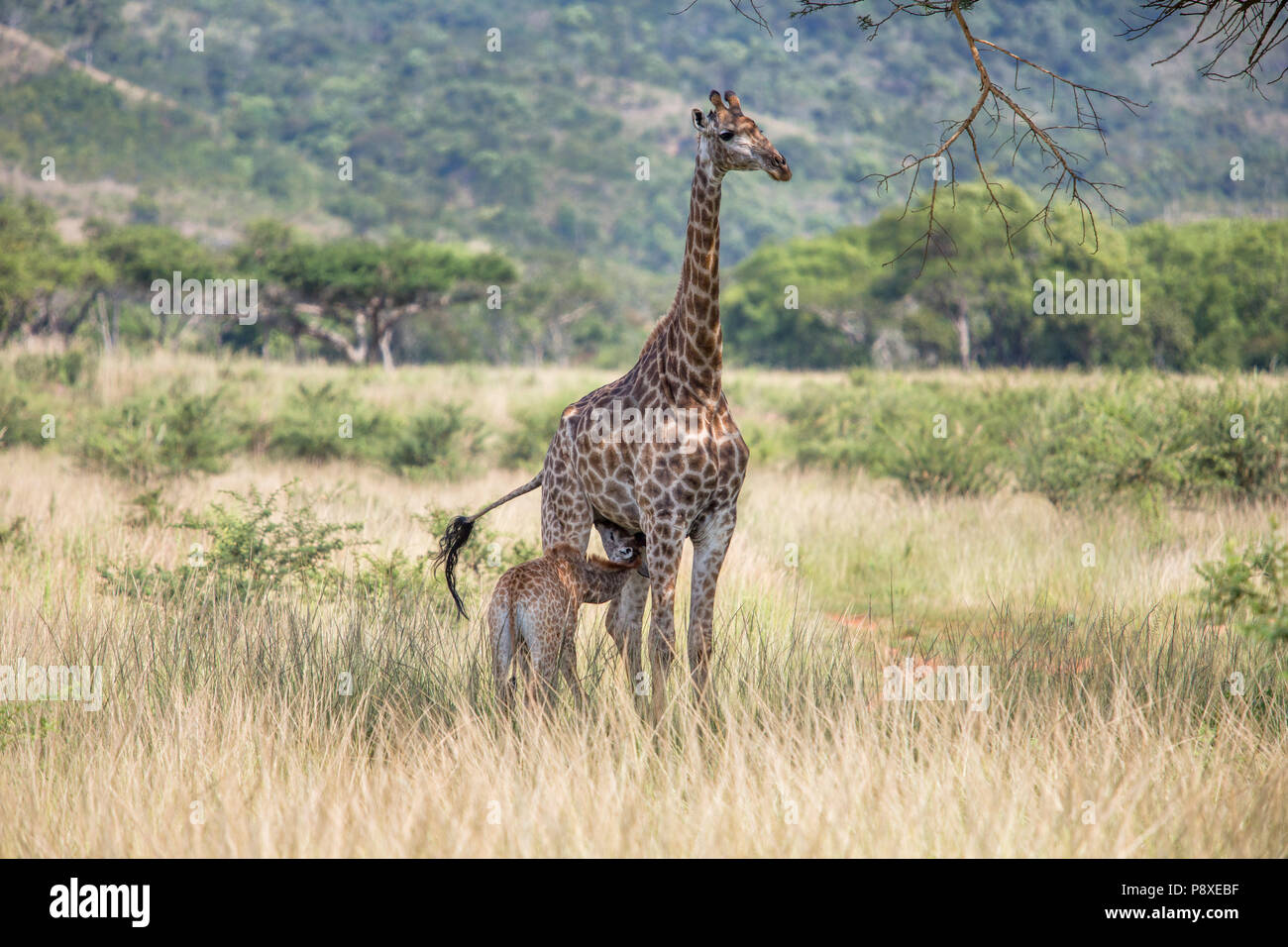 La madre y el potro jirafa en paisaje de sabana Foto de stock