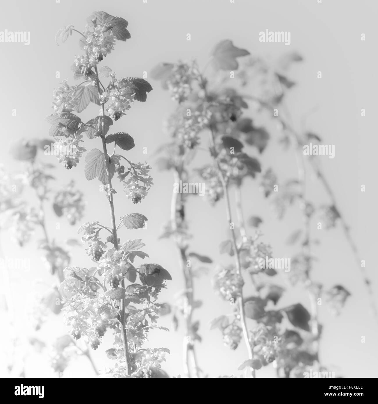En blanco y negro de alto contraste de la foto de una flor de grosella