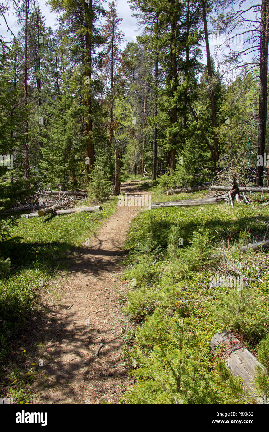 Explorar Rolling Creek Trail en Bailey, Colorado Foto de stock