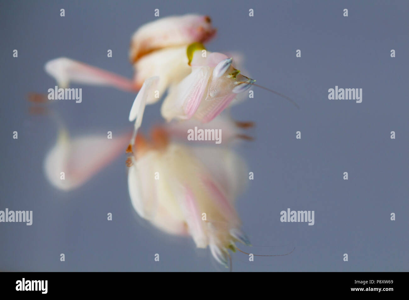 Mantis flor sobre un espejo Foto de stock
