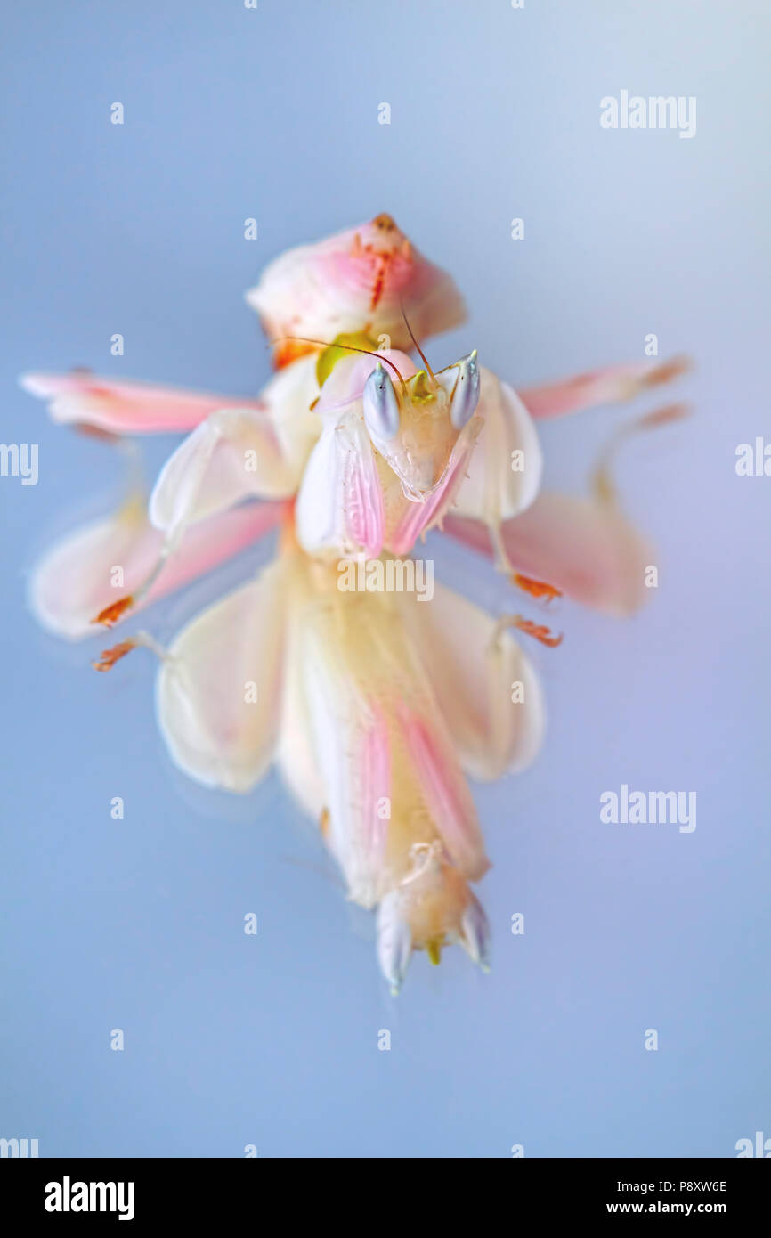 Mantis flor sobre un espejo Foto de stock