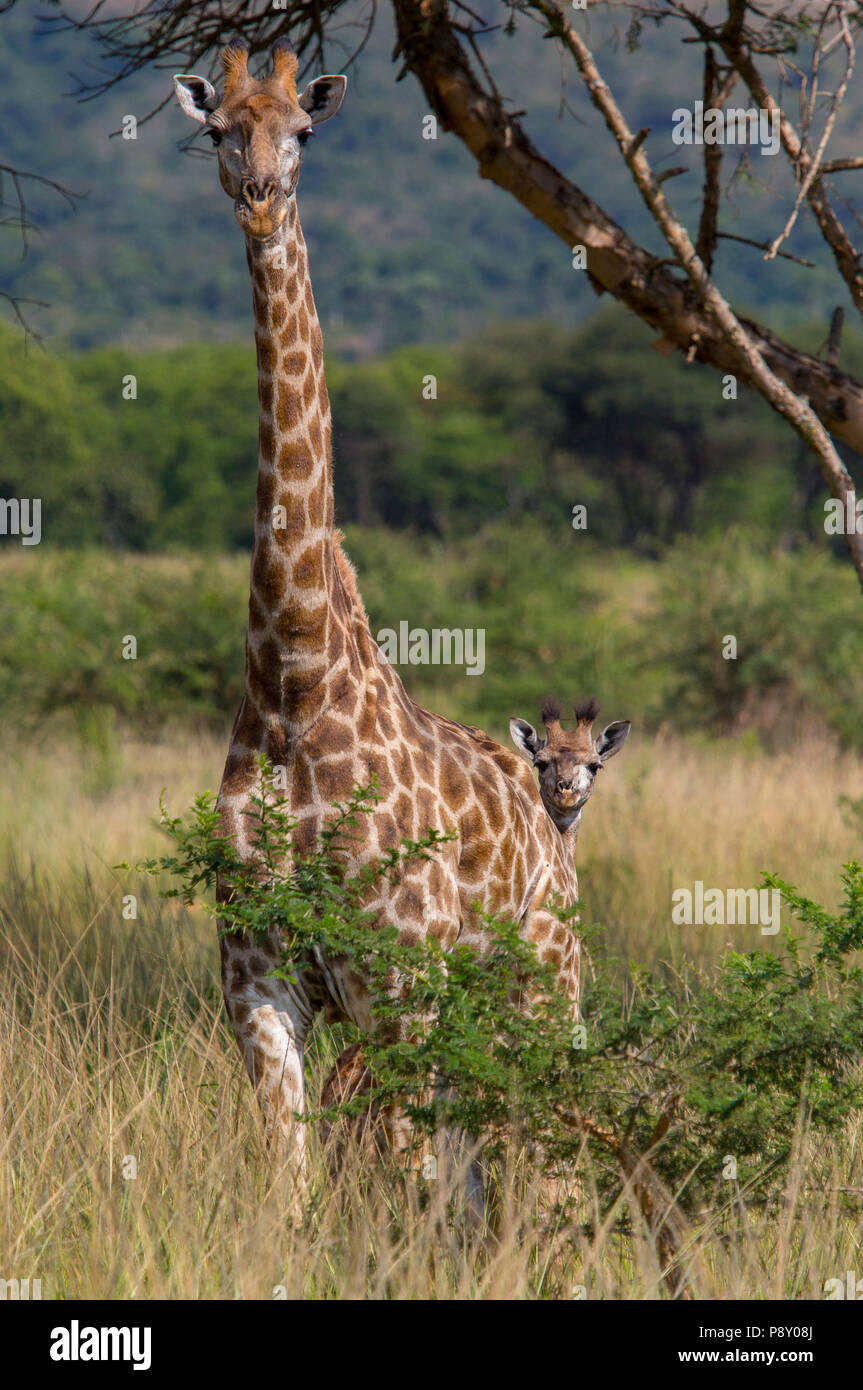 La madre y el potro jirafa en paisaje de sabana Foto de stock