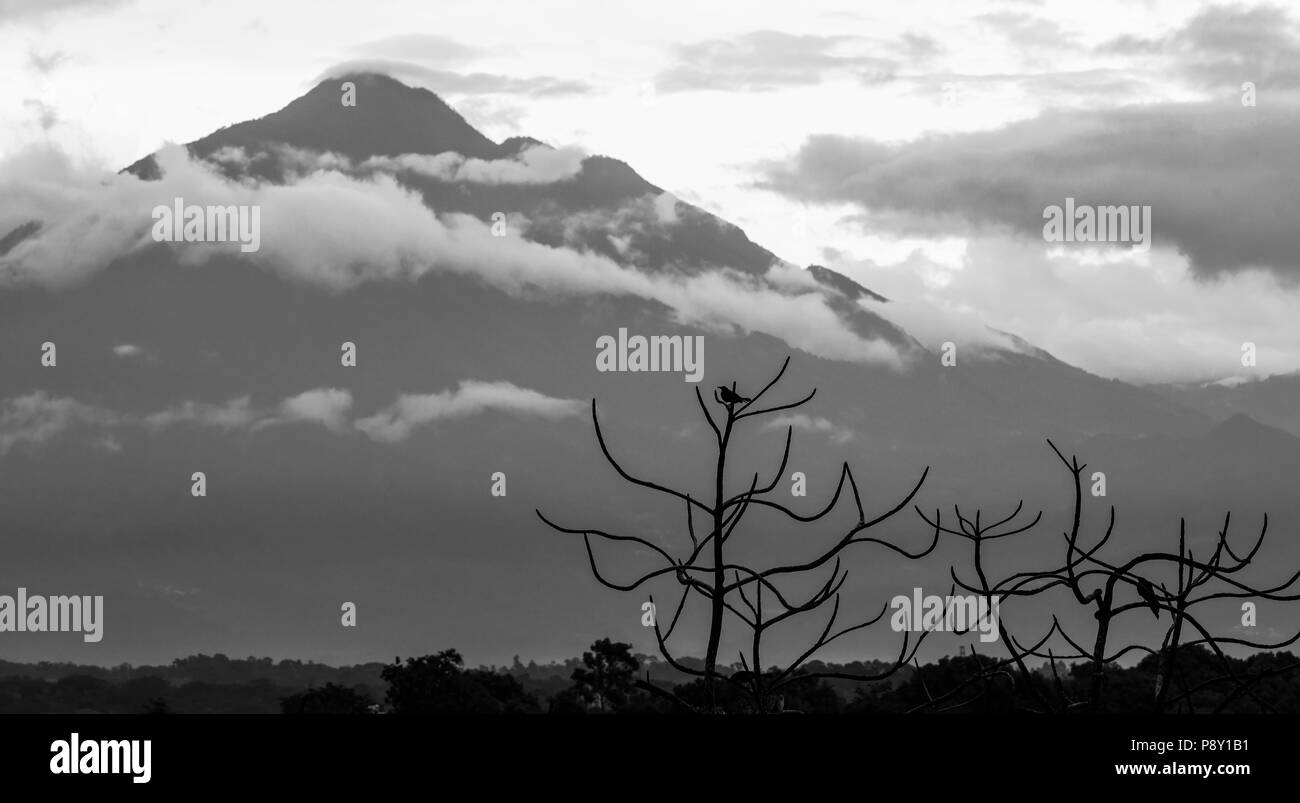 Volcán Tajumulco en Guatemala con siluetas de aves en un árbol en blanco y negro Foto de stock