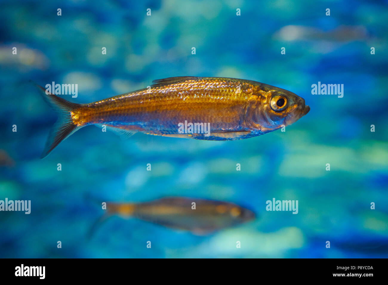 Un pequeño mar océano amarillo peces tropicales de agua azul, el colorido mundo submarino, copyspace para texto, fondo de pantalla Foto de stock
