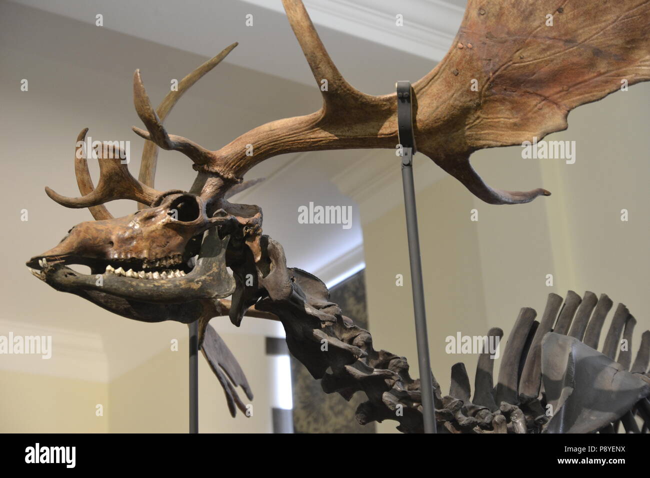 Gigantesco gran cuerno, ciervo gigante (megaloceros giganteus) en el Sedgwick Museum, Cambridge, Inglaterra, Reino Unido. Museo de Fósiles. Extintas. Foto de stock