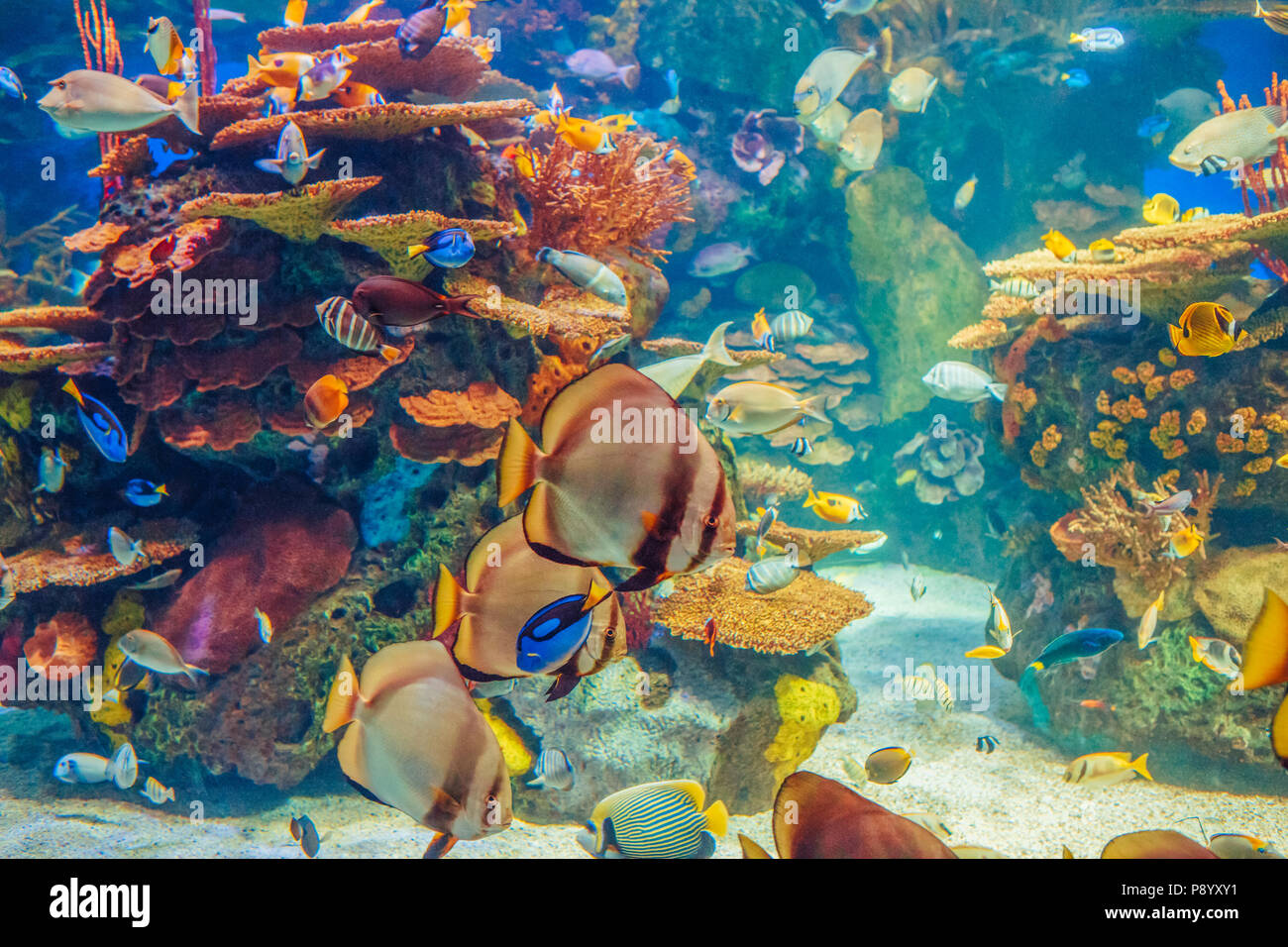 Grupo de cardumen rojo amarillo muchos peces tropicales de agua azul con arrecifes de coral, el colorido mundo submarino, copyspace para texto, fondo de pantalla Foto de stock