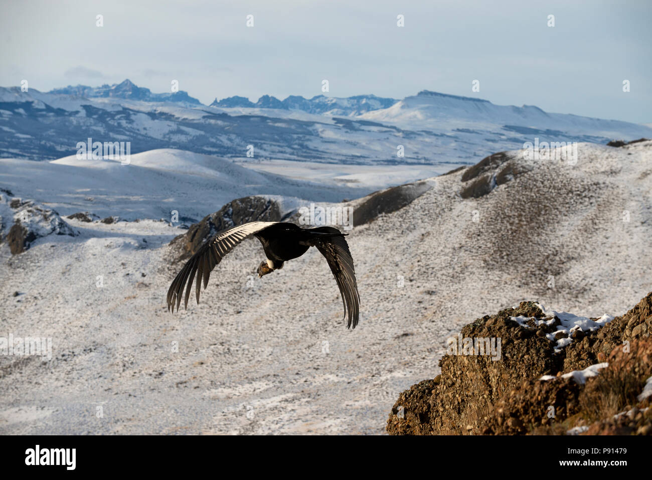Condor andino de adultos en vuelo sobre el paisaje de invierno,poco después  de despegar de la roca Fotografía de stock - Alamy