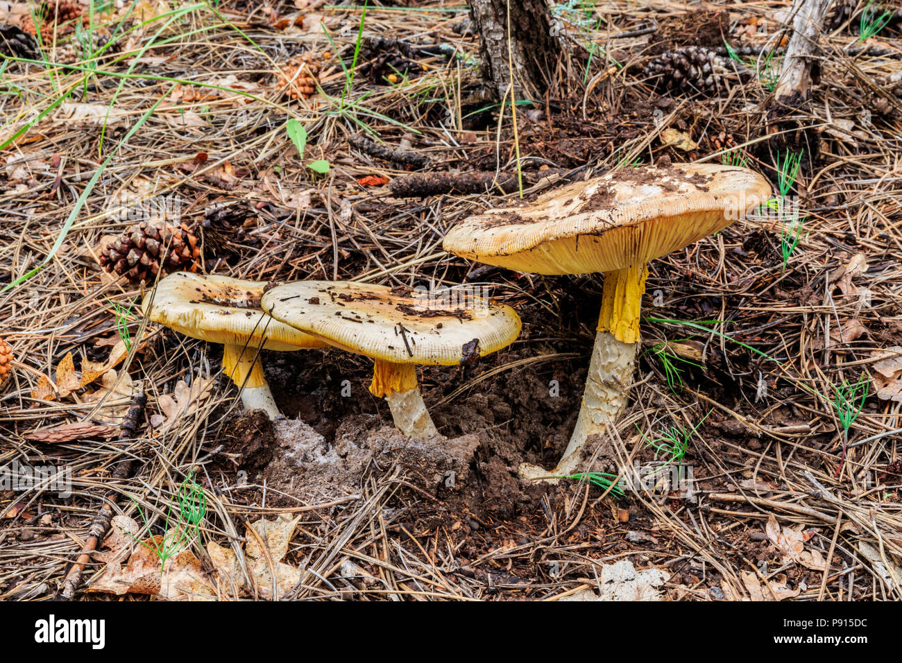 Un grupo de mortales muerte Occidental Cap hongos (Amanita) crecer alegremente bosque de pinos en la zona montañosa del norte de Arizona. Foto de stock