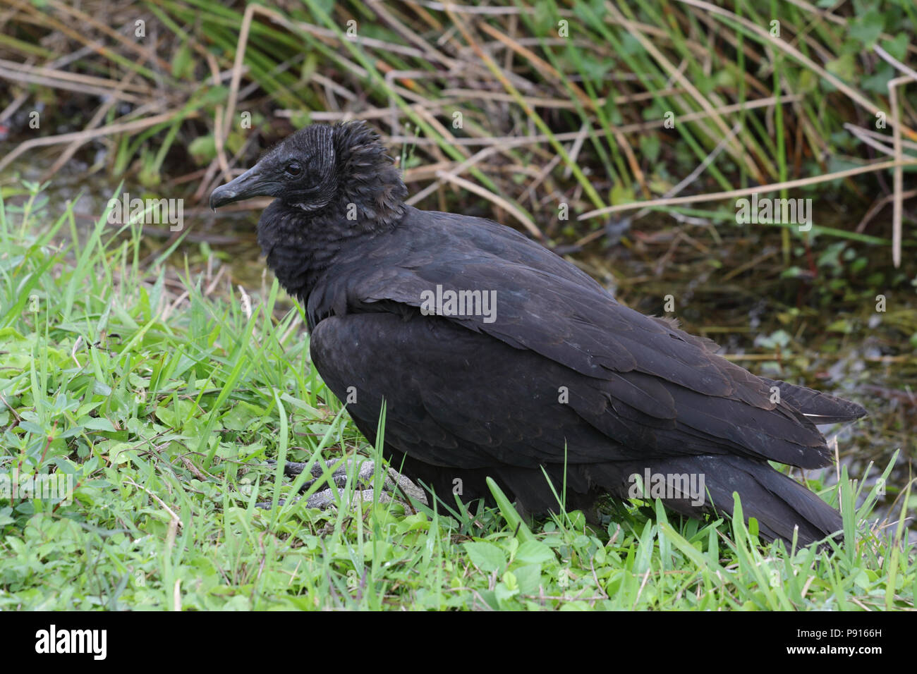 Buitre negro de Diciembre 12th, 2012 Parque Nacional Everglades, Florida Foto de stock