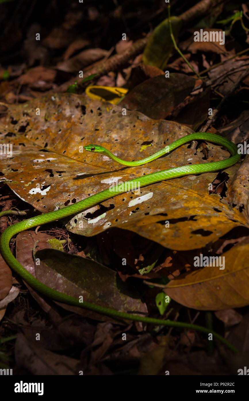Vid verde Serpiente, Oxybelis fulgidus, sobre el piso de la selva en el Parque Nacional Chagres, a lo largo del antiguo Camino Real Trail, República de Panamá. Foto de stock