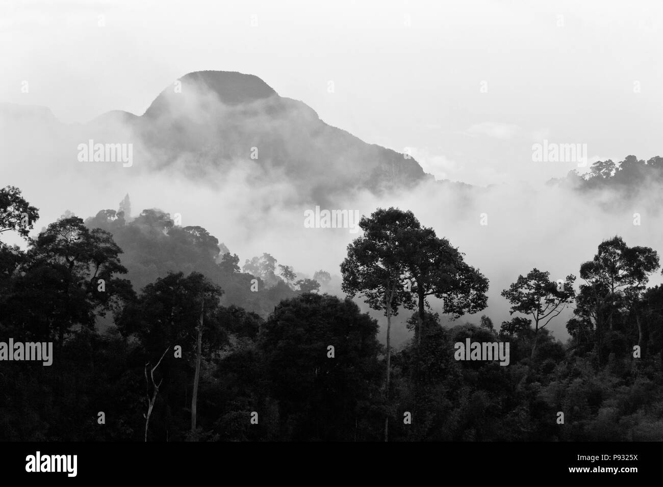 Temprano en la mañana la niebla en el bosque lluvioso del Parque Nacional de Khao Sok - SURAI THANI, Provenza, Tailandia Foto de stock