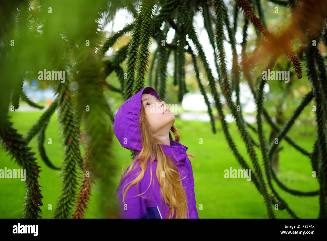 Cute Little Girl examinar puntiagudos follaje de evergreen pehuén en otoño lluvioso día Foto de stock