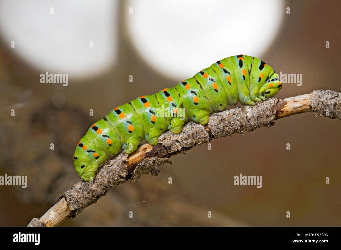 Un primer plano de la oruga o larva de una especie de anís, mariposas Papilio zelicaon, antes de pupa. Los cuernos son de color amarillo, utilizado osmeteria fo Foto de stock