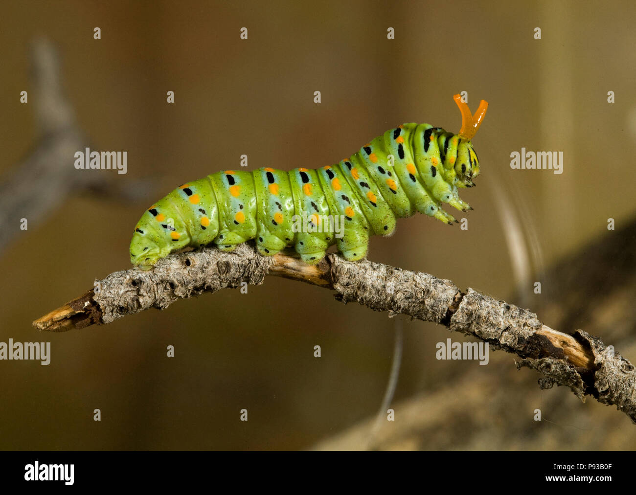 Un primer plano de la oruga o larva de una especie de anís, mariposas Papilio zelicaon, antes de pupa. Los cuernos son de color amarillo, utilizado osmeteria fo Foto de stock