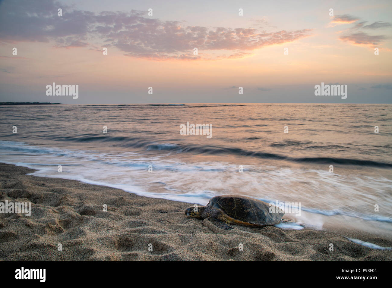 Pacífico Sur, Estados Unidos, Hawaii, Hawaii, Isla, Isla Grande, en Kona, Kaloko-Honokohau, tortuga de mar verde en la playa Foto de stock