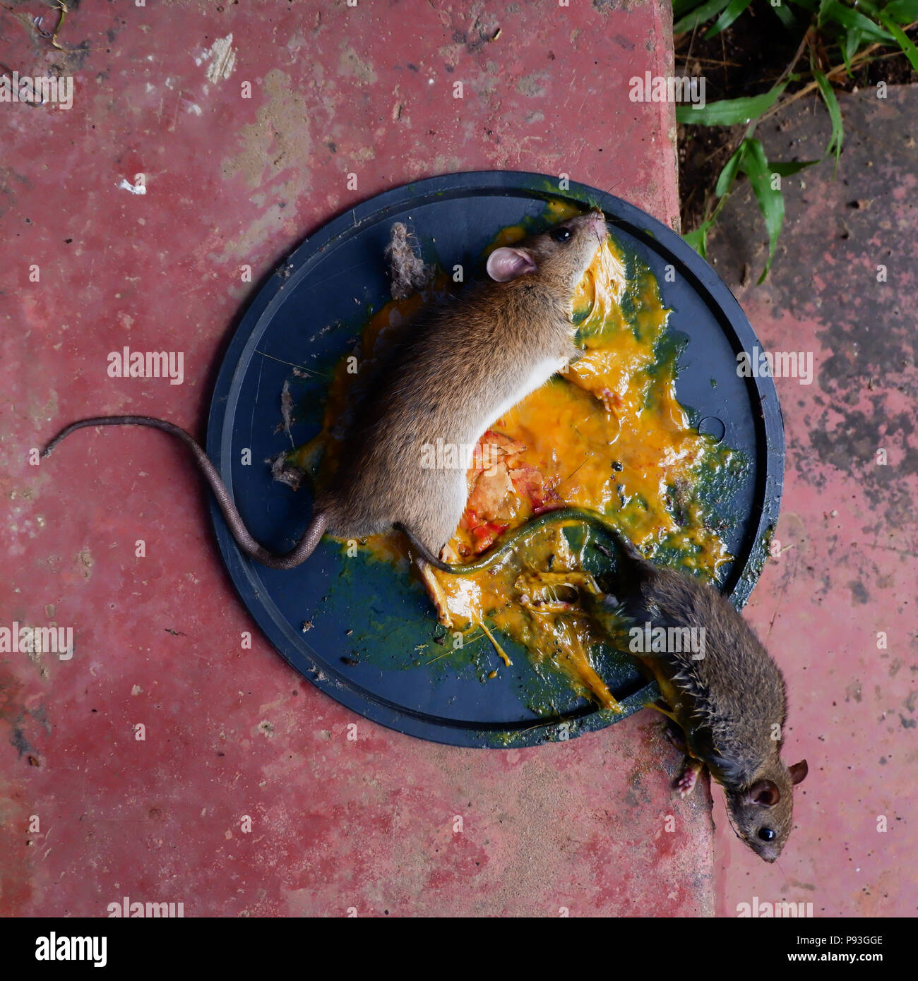 Trampas para ratas fotografías e imágenes de alta resolución - Alamy