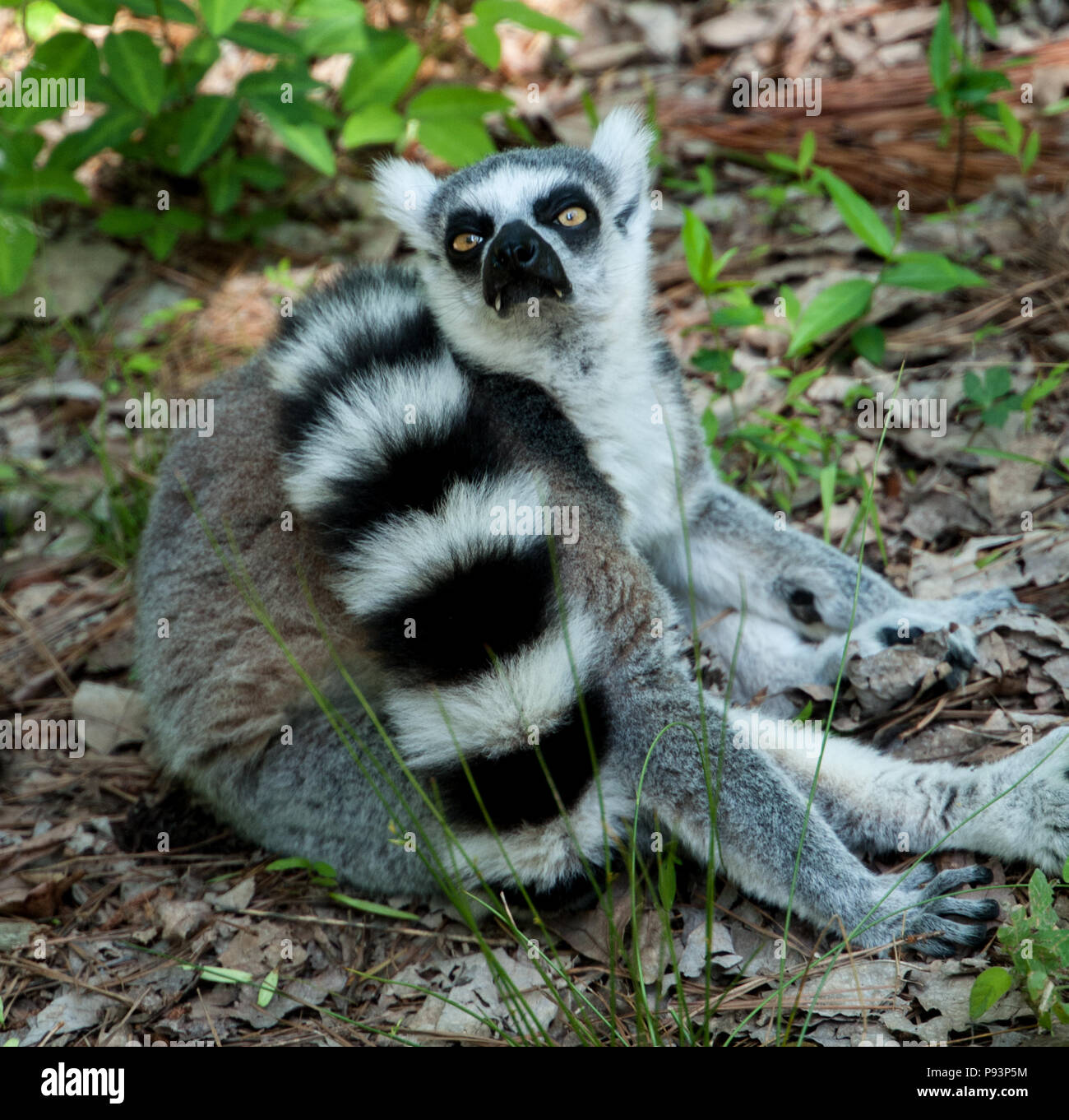 Mangosta de cola anillada fotografías e imágenes de alta resolución Alamy