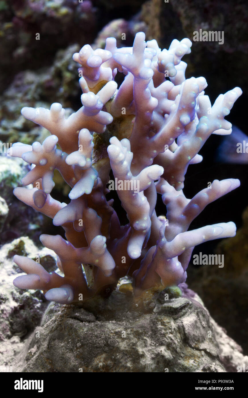 Acuario de arrecife de coral increíble momento. Foto de stock