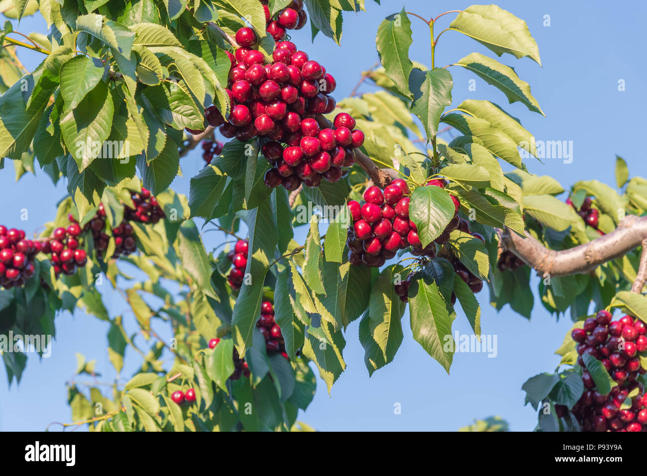 Los racimos de cerezas rojas maduras sobre la rama de un árbol con el cielo azul en segundo plano. Foto de stock