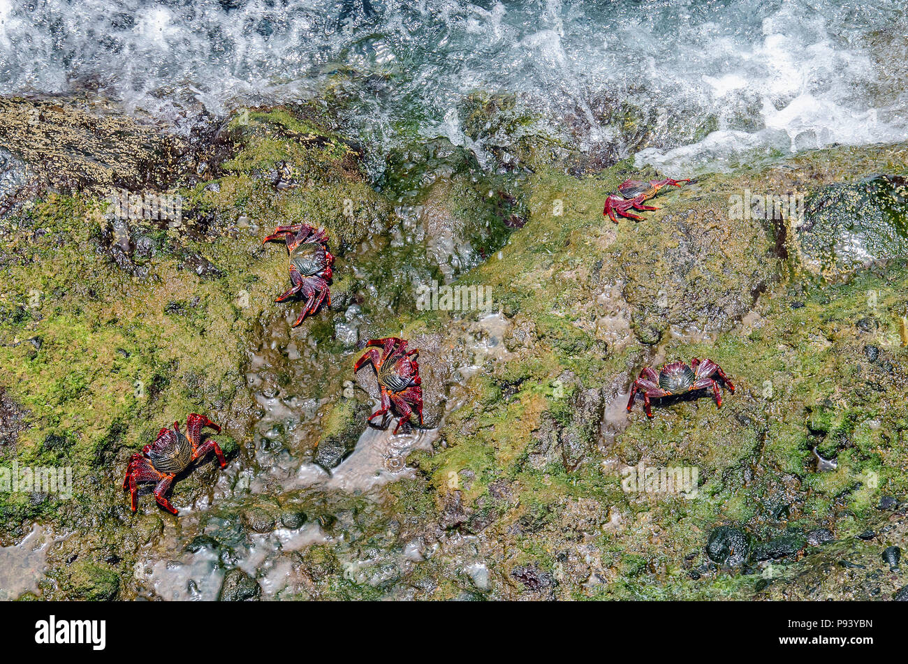 Algunos coloridos cangrejos rojos (Grapsus adscensionis) en su ambiente natural - Costa rocas cubiertas de algas verdes. Foto hecha en unidas Foto de stock