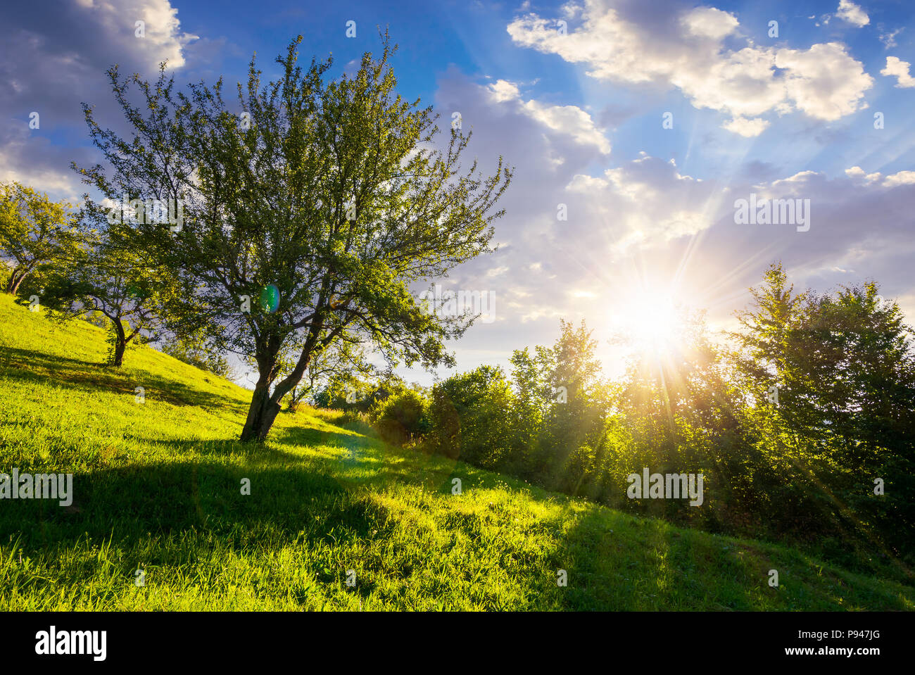 Huerto de Manzanas en el lado de la colina al atardecer. encantador paisaje rural de verano Foto de stock