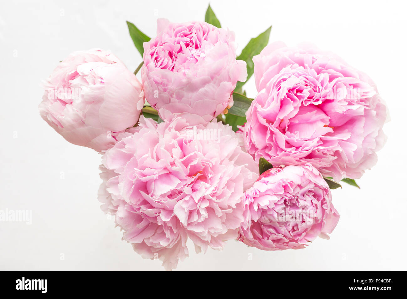 Montón de cinco Peonías Rosa desde arriba sobre fondo blanco. Foto de stock