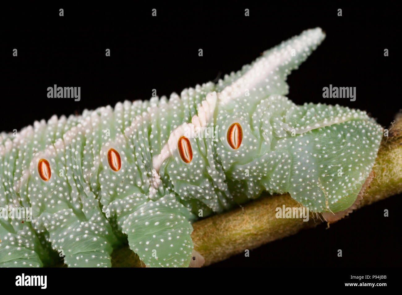 Imagen que muestra el extremo trasero de un eyed hawkmoth caterpillar, Smerinthus ocellata, fotografiado en un estudio en el norte de Dorset, Inglaterra GB. El óvalo, oh Foto de stock