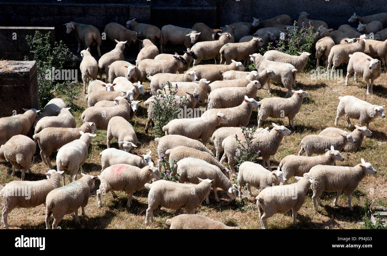 Lleyn ovejas en una granja de manejo de pluma, Greencastle, Condado de Down Foto de stock