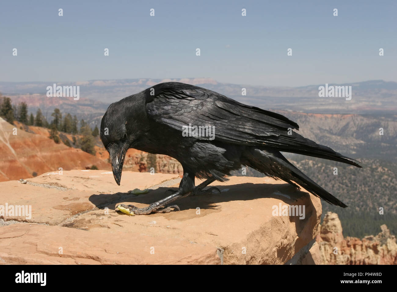 Raven común Mayo 2nd, 2008 Bryce Canyon National Park, Utah Foto de stock