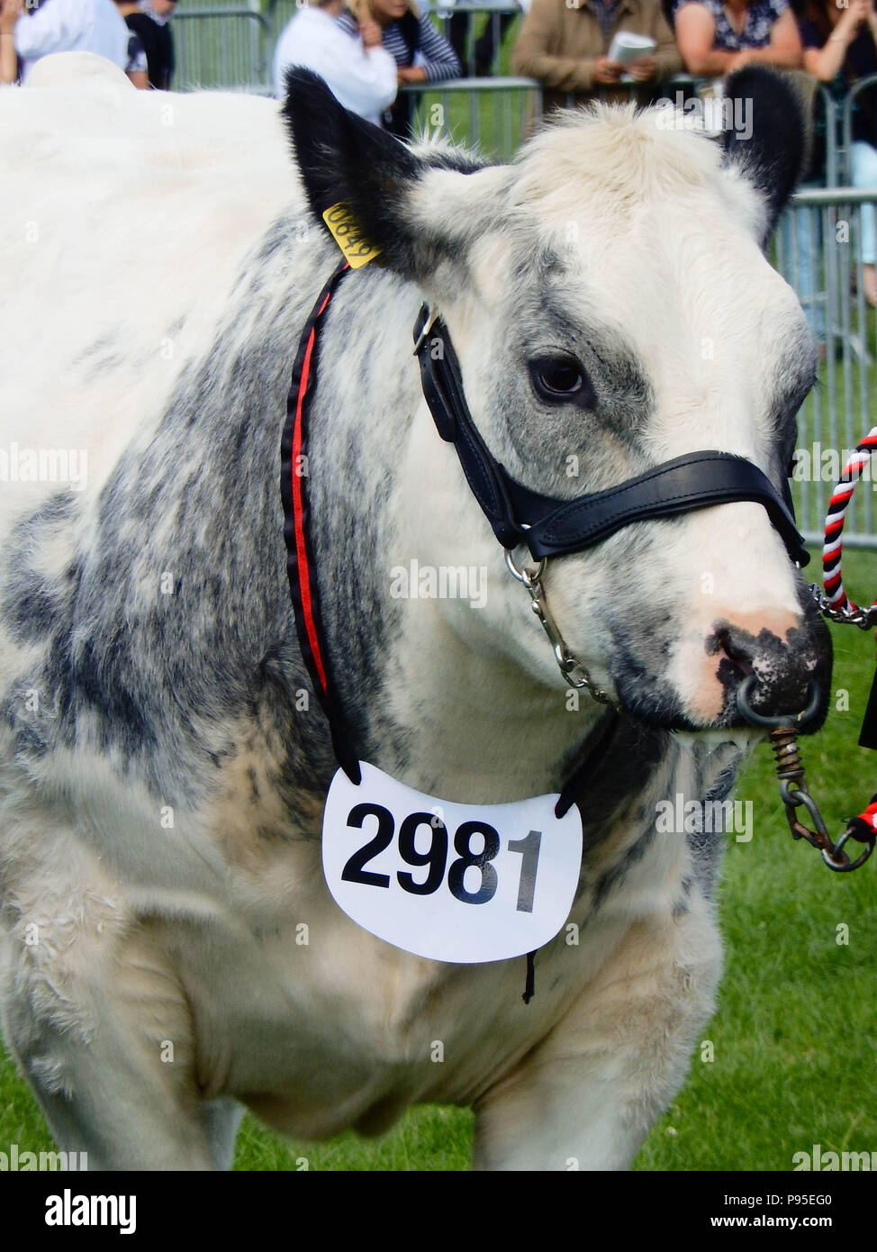 Cerca de un toro en el juzgamiento del anillo en el espacio de exposición en el Royal Welsh Show. El show es uno de los más grandes de Europa eventos agrícolas. Foto de stock