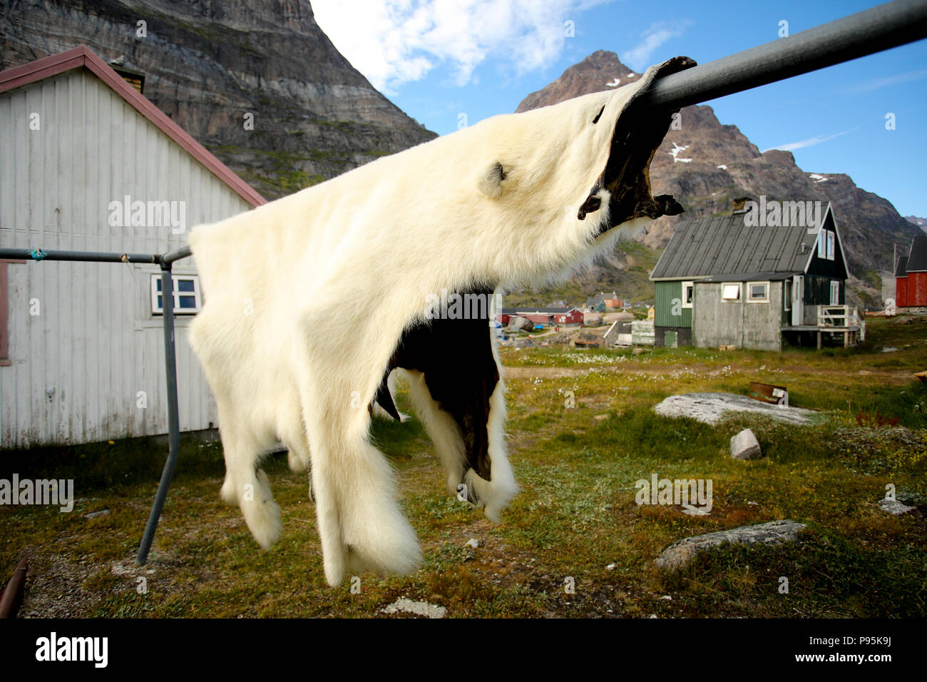 Groenlandia, Kujalleq, Aappilattoq, oso polar de la piel y del pelaje de colgar a secar en la aldea. Foto de stock