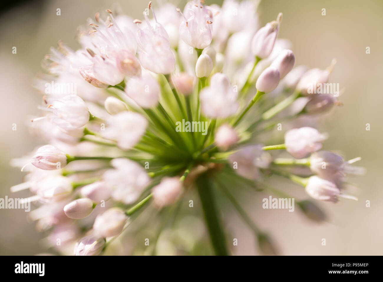 Primer plano de la cebolla salvaje flor en el medio silvestre en los Estados Unidos de América Foto de stock