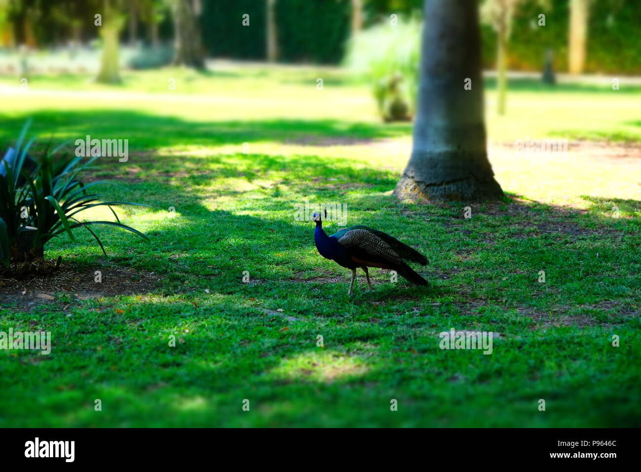 Peacock deambulando en el parque Foto de stock