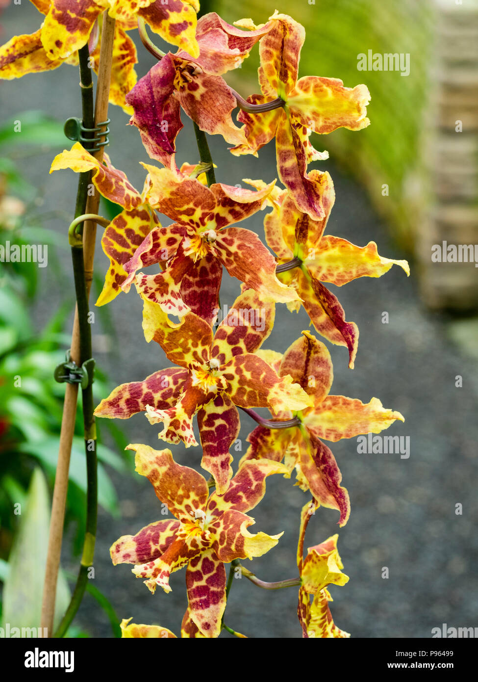 Moteadas de color marrón y amarillo de las flores de las orquídeas epifíticas, Brassidium Rippon Tor "Kitty Jay' Foto de stock