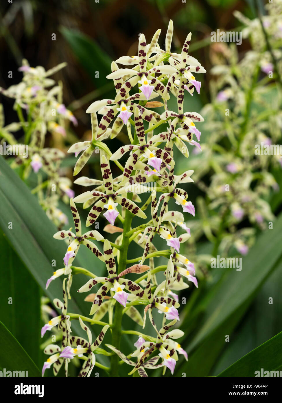 Pulverización vertical de las orquídeas epifíticas Centroamericano, Prosthechea prismatocarpa (Encyclia) Foto de stock