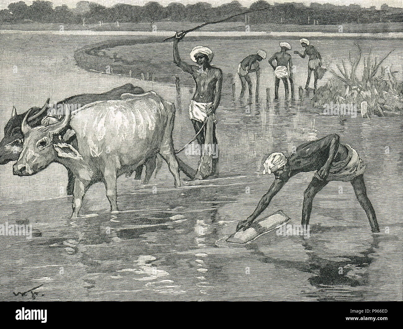 Trabajadores hindúes en un campo de arroz, India, del siglo XIX. Foto de stock